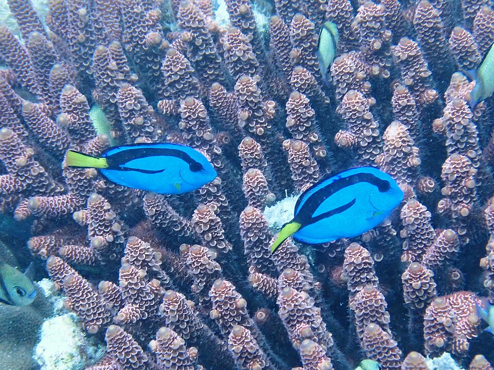 サンゴの間を泳ぐ2匹のナンヨウハギ