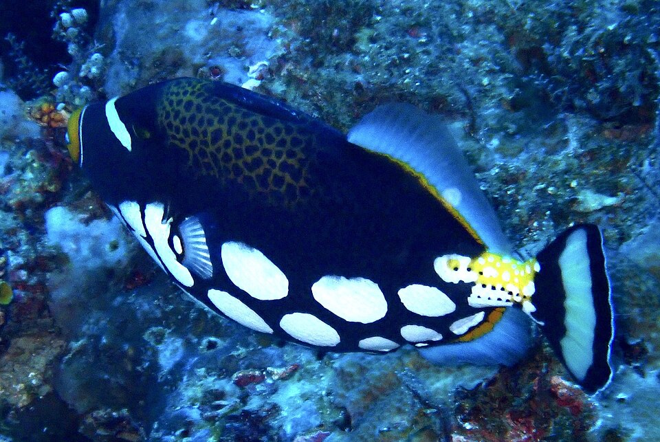 青い海中を泳ぐ白い斑点模様のモンガラカワハギ