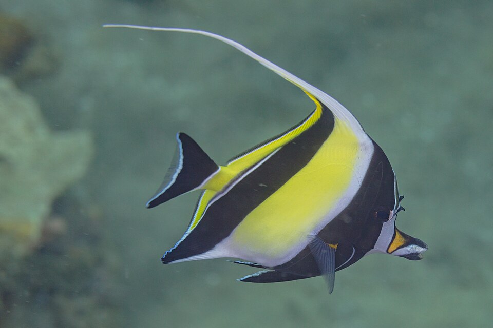 長い背びれを持つツノダシが海中を泳ぐ様子