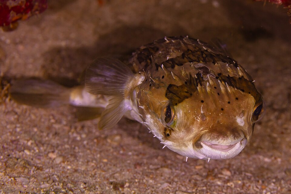 海底近くを泳ぐハリセンボンの正面に近い姿