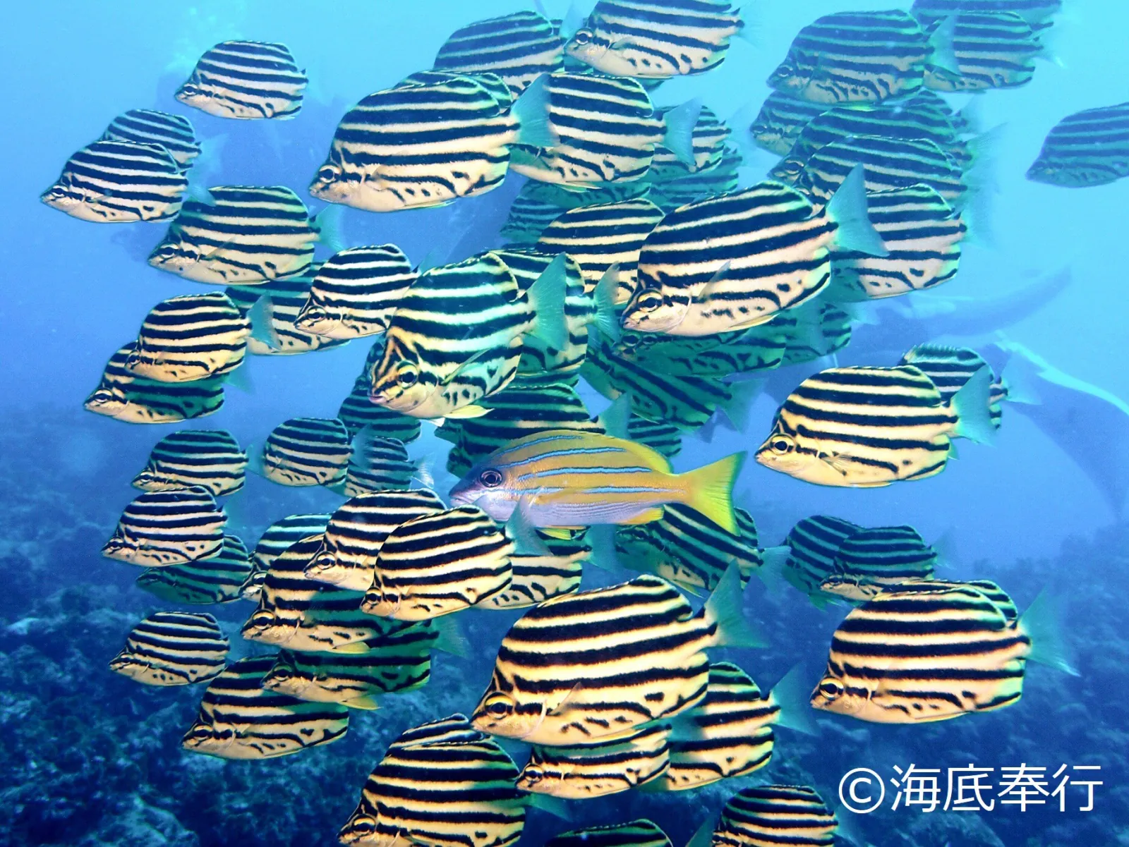 青い海中を群れで泳ぐカゴカキダイ