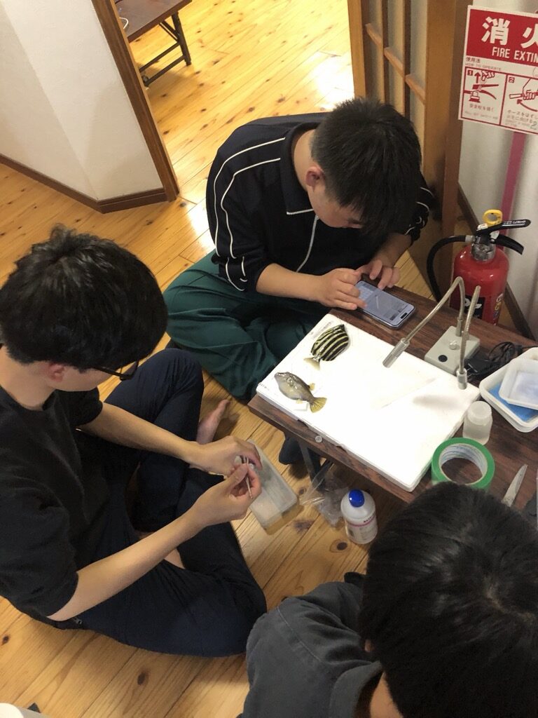 標本の観察